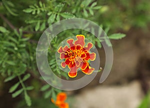 Small orange flower. Marigold. Copy space.