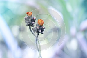 Small orange flowers on a gentle background . The flowers are gently entwined.Beautiful artistic image