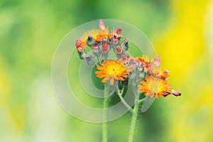 Small orange flowers on a green background in the garden. Selective soft focus