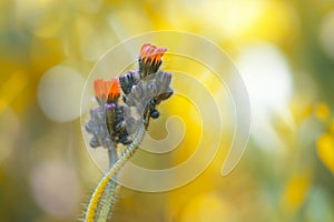 Small orange flowers Hieracium on a gentle background . The flowers are gently entwined.