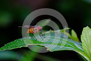 Small orange fly, perched on a leaf