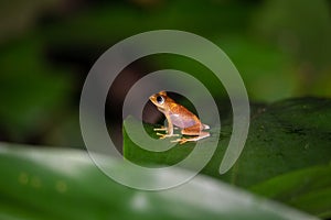 A small orange frog is sitting on a leaf