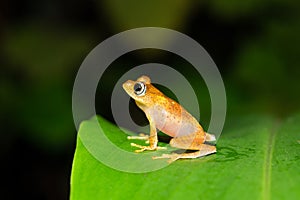 A small orange frog is sitting on a leaf