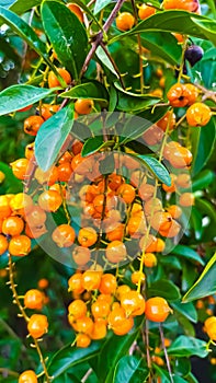 Small orange fruit grows on the side of the road