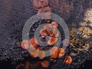 Small orange fungus eyelash cup, Molly eye-winker, Scutellinia scutellata, on old wet wood macro, selective focus