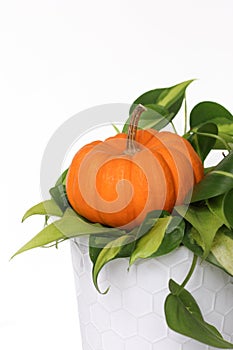 Small orange gourde sitting on a plant