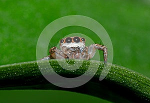 A small orange head spider is behind the green leaf taken with macro photography. Insect on green leaf close up