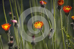 small orange hieracium aurantiacum flowers