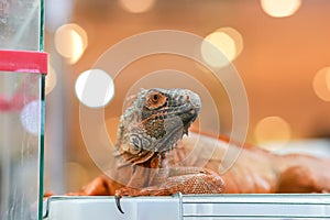 A small orange iguana up close in a mall has a wildlife show. Animals look tame and cute in Thailand. The head looked like a fire