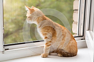 Small, orange kitten lays on the window-sill