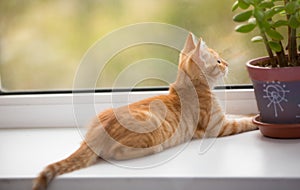 Small, orange kitten look in the window