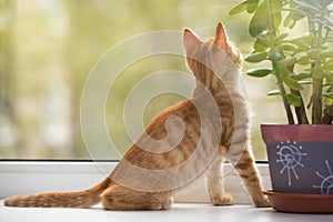 Small, orange kitten look in the window