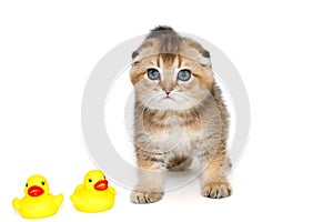 Small orange kitten and rubber ducklings