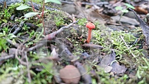 Small Orange Mushroom