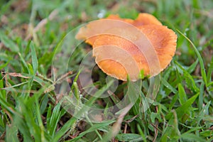 Small orange mushroom on a beautiful meadow. background