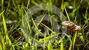 Small orange mushroom Rickenella fibula growing in the moss.