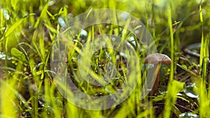 Small orange mushroom Rickenella fibula growing in the moss.