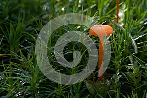 Small orange mushroom Rickenella fibula growing in the moss. Also known as Omphalina fibula.