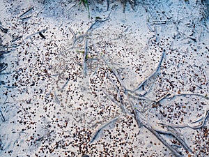 Small orange pebbles and grey tree roots on white sand