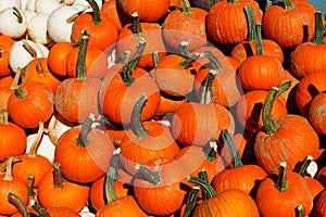 Small orange pumpkins in the fall