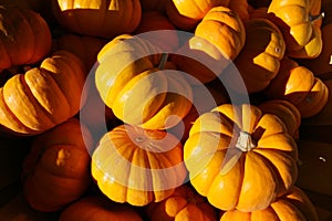 Small orange pumpkins for sale