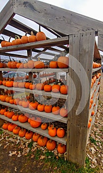 Small orange pumpkins sitting on a farm shelf for Halloween