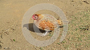 Small Orange/Red Hen Stands in the Sunlight