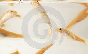 Small orange rice paddy fish gulping air due to low oxygen content of the water photo