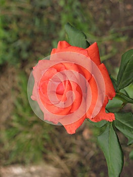 Small orange rose flower