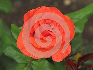 Small orange rose flower