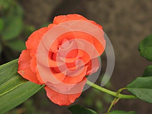 Small orange rose flower