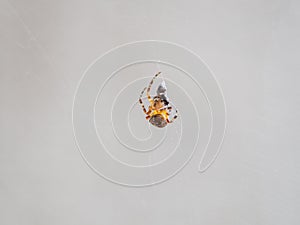 Small orange spider catching and cocooning a fly photo