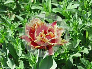 Small orange terry fringy tulip