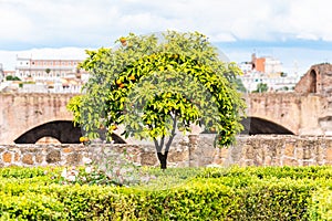 Small orange tree in garden of Roman Forum, Rome, Italy