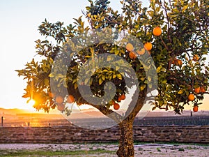 Small orange tree growing in Esporao in Alentejo region, Portugal