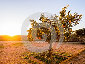 Small orange tree growing in Esporao in Alentejo region, Portugal, at sunset