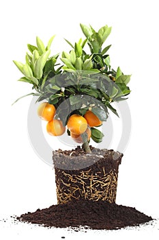 Small orange tree isolated on white