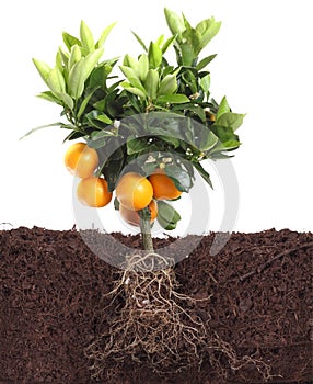 Small orange tree isolated on white with root