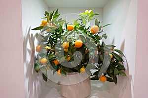 A small orange tree with many oranges in a white pot