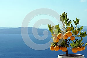 Small orange tree with Oia Scenery as a background in Santorini