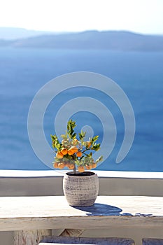 Small orange tree with Oia Scenery as a background in Santorini