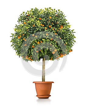 Small orange tree plant in pot