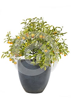 Small orange tree with ripe oranges