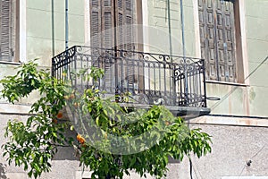 Small Orange Tree Under Iron Balcony