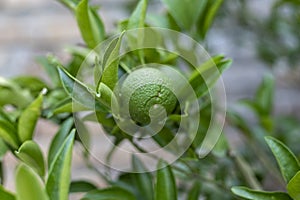 Small orange unripe fruit on a tree