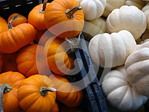 Small Orange and White Pumpkins in crates