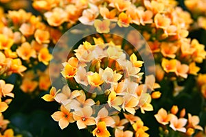 Small orange, yellow flowers