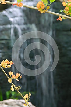 Small orange and yellow flowers on branches in front of a lush Thai park`s waterfall.