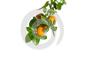 Small oranges on a branch isolated on white