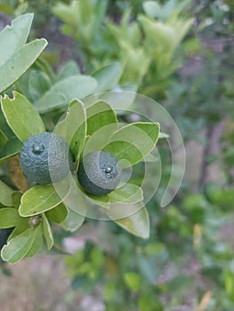 small oranges straight from a healthy tree